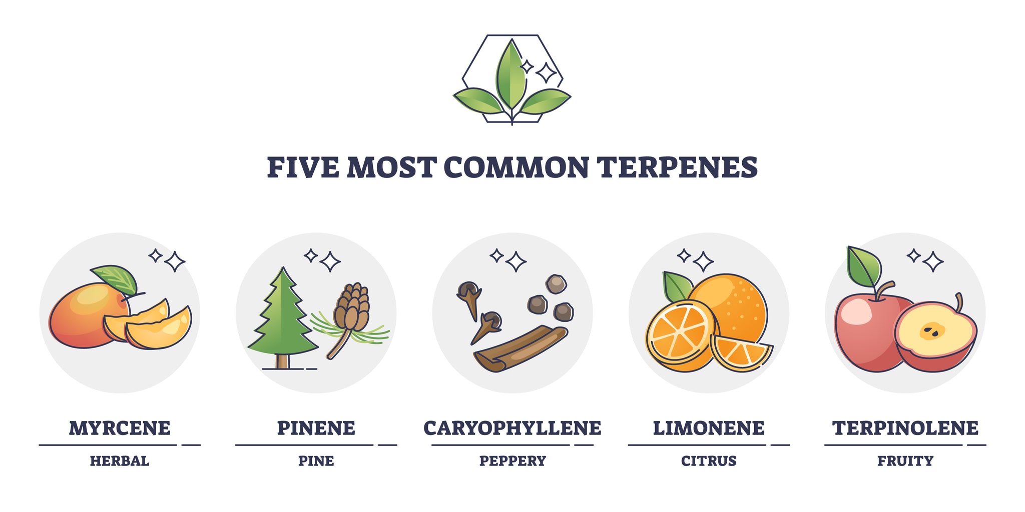 What Are Terpenes
